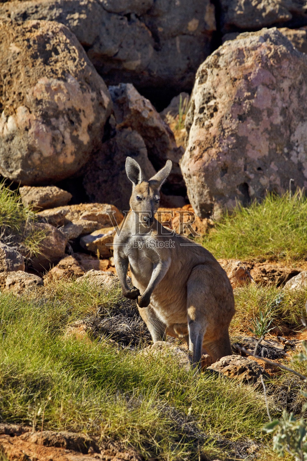 大红袋鼠在西澳大利亚的海角国家公园照片摄影图片