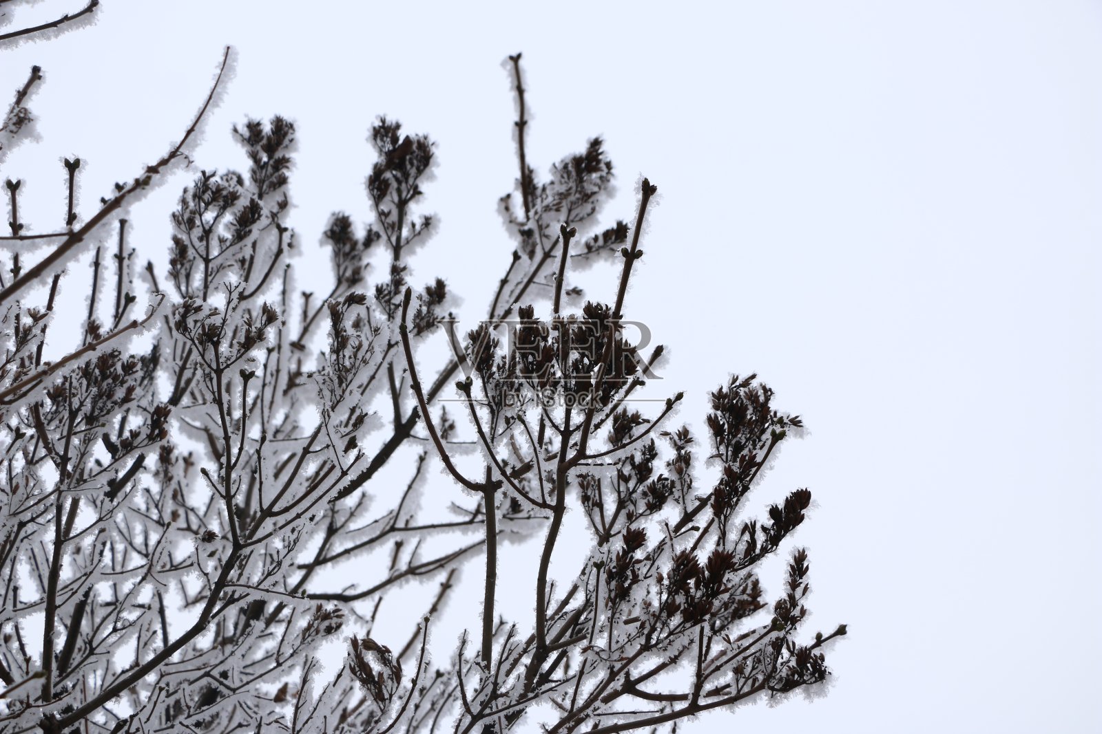 冬天的背景——树上覆盖着白绒绒的雪。照片摄影图片