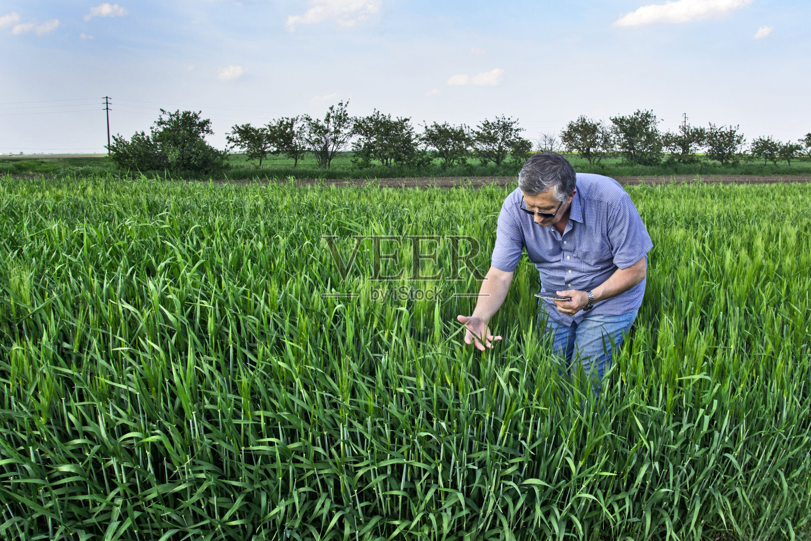 农学家在田里种植小麦照片摄影图片