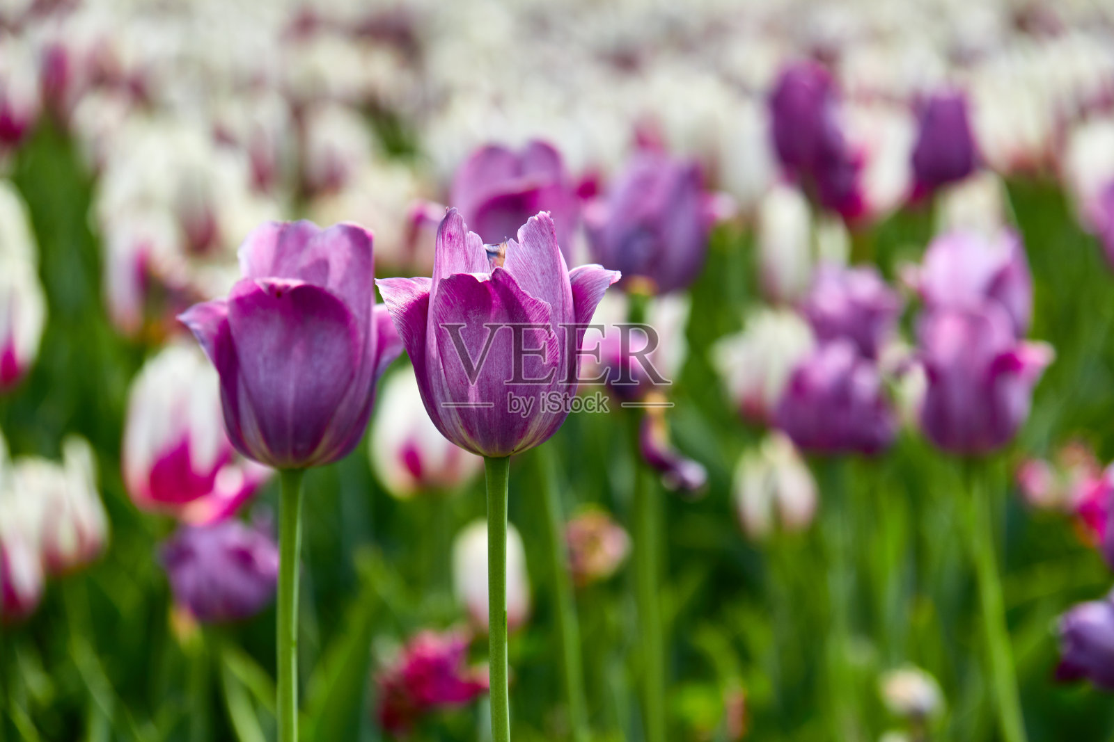 紫色的郁金香。春天。照片摄影图片