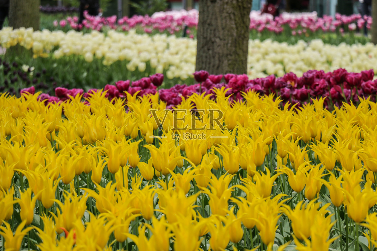黄色郁金香花园照片摄影图片