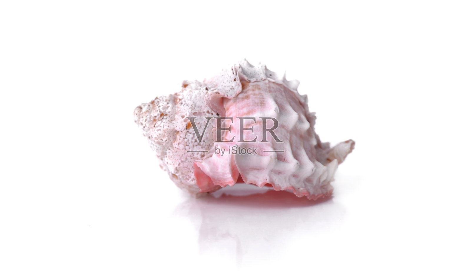 美丽的粉红色贝壳孤立在白色的背景照片摄影图片