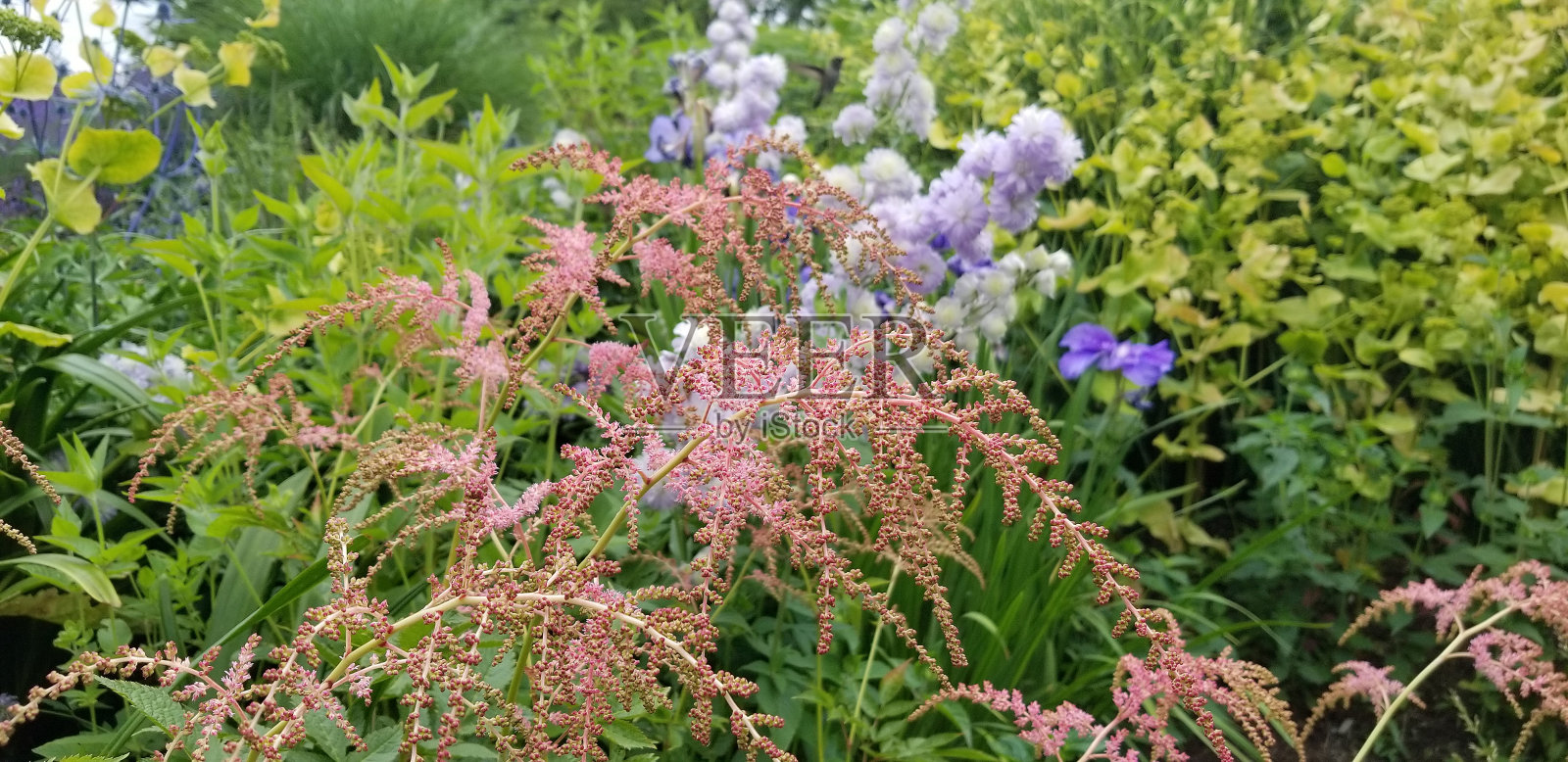 北美花卉和植物物种从公共花园通过美国照片摄影图片