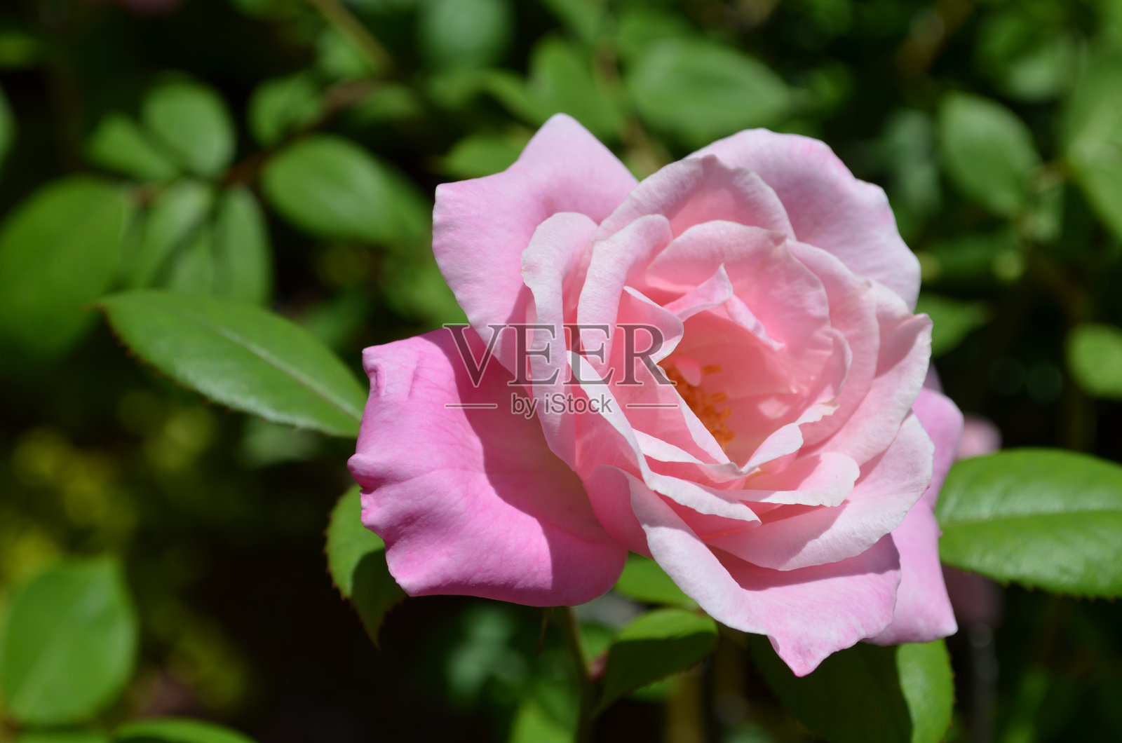 美丽的粉红玫瑰盛开照片摄影图片