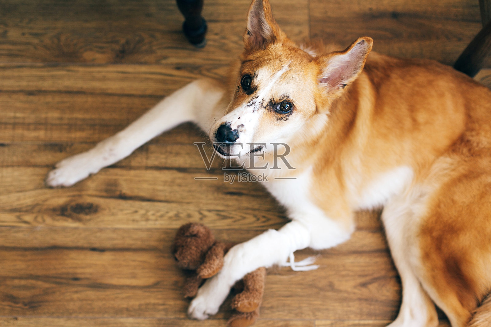 可爱的金狗躺在兽医的药物治疗受伤的爪子，抱着他的泰迪熊玩具。可怜的狗病了腿，爪子上缠着绷带，眼神悲伤。动物保健照片摄影图片