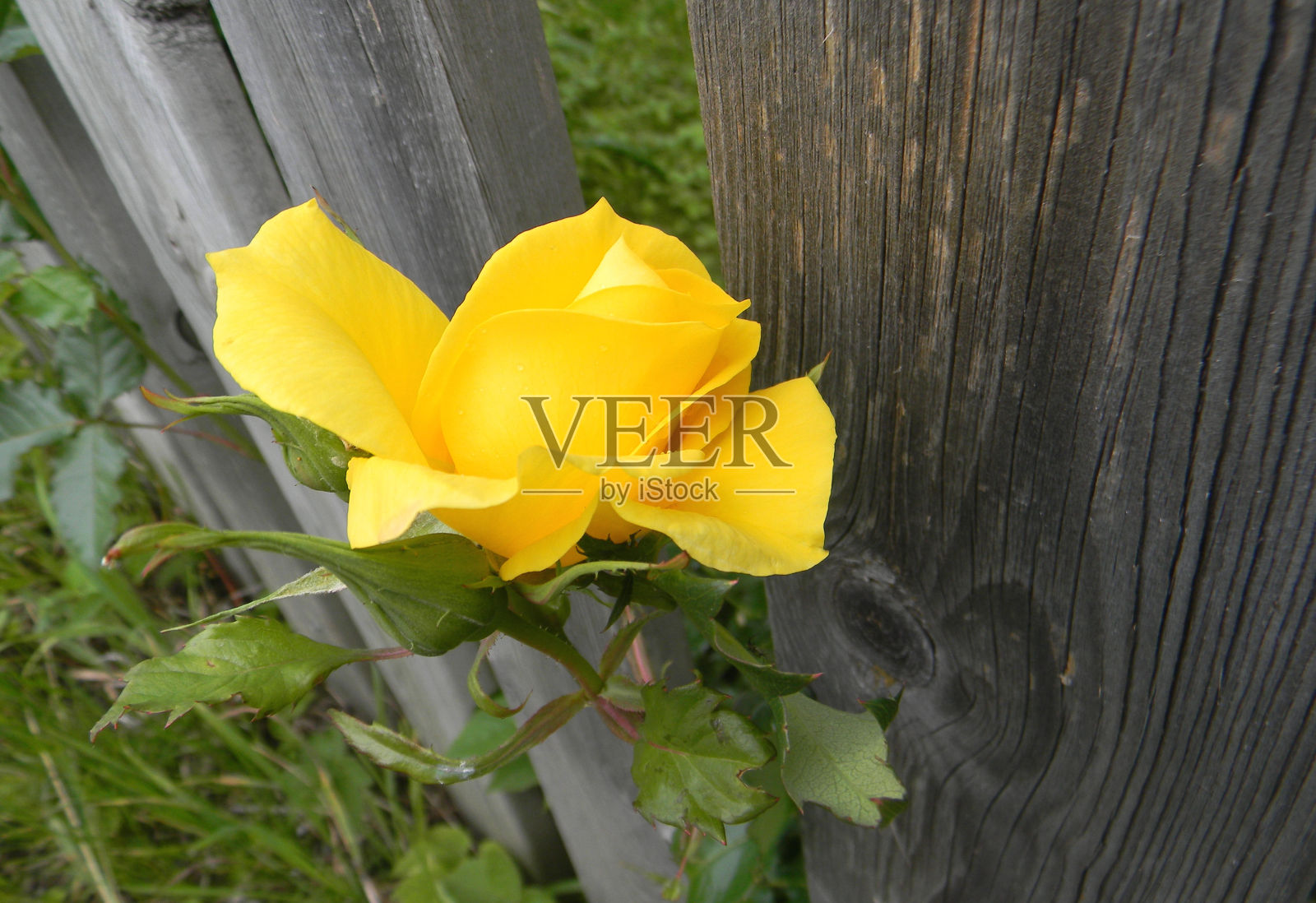黄玫瑰开在篱笆旁照片摄影图片