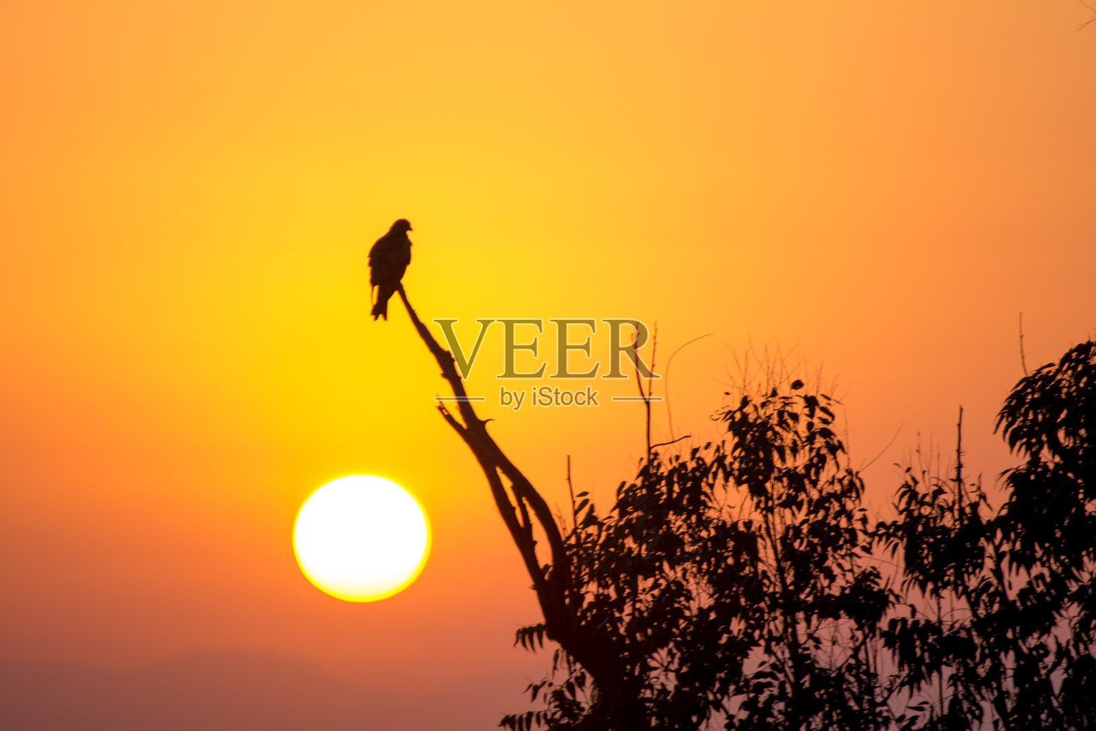 一只鹰栖息在树枝上的剪影照片摄影图片