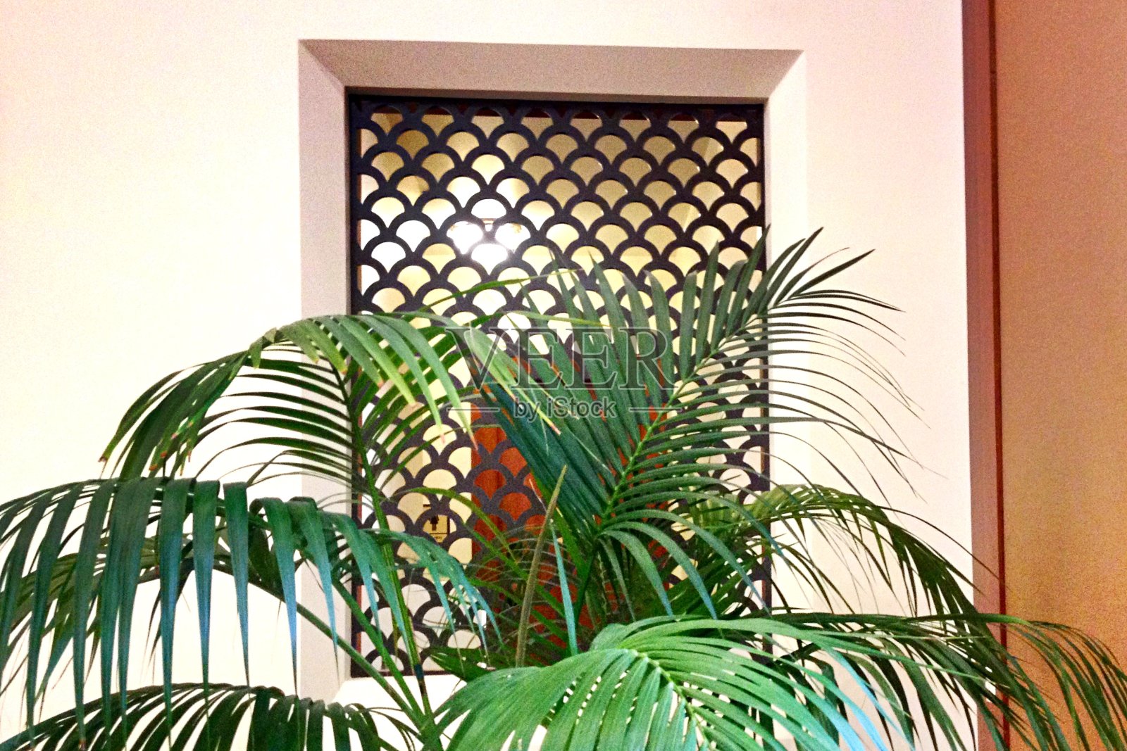 现代设计窗前的大型室内植物照片摄影图片