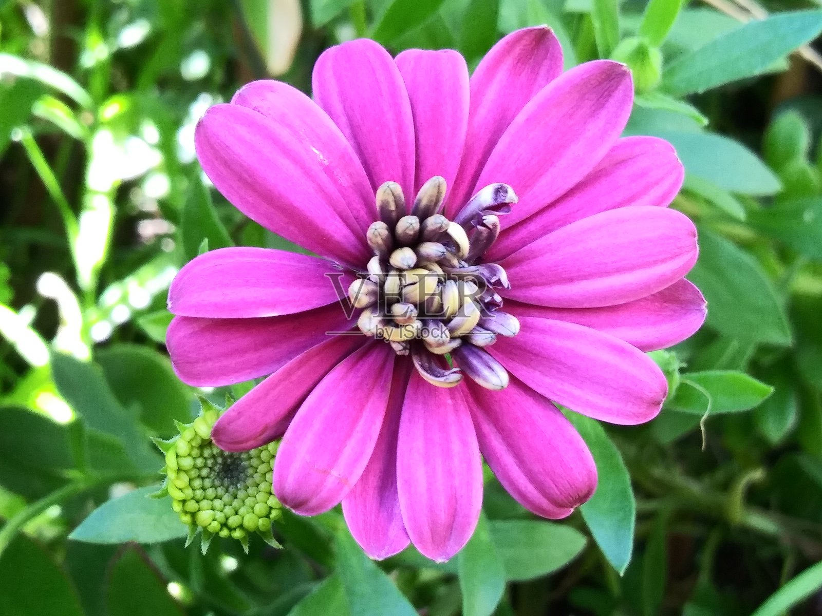 非洲雏菊-鲜艳的紫粉色闭锁-美丽的花朵在春天照片摄影图片