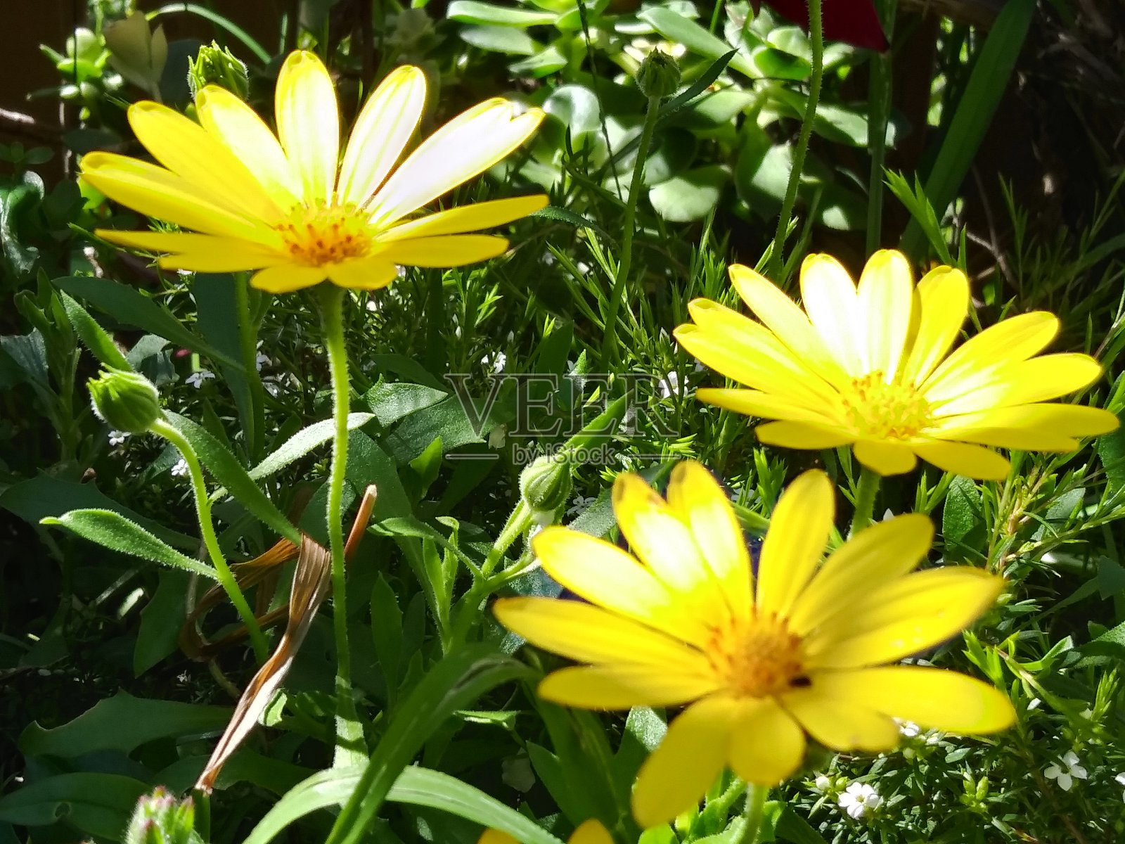 非洲雏菊花-鲜艳的黄色闭合-美丽的花朵在春天照片摄影图片