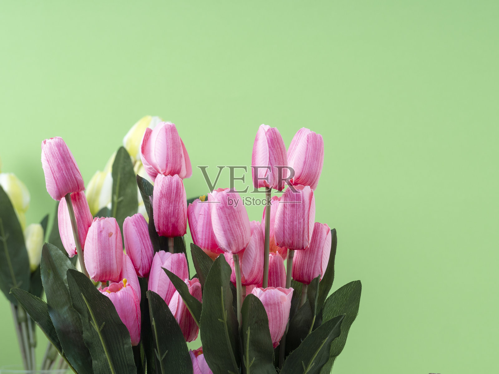 绿色背景上的郁金香花束照片摄影图片