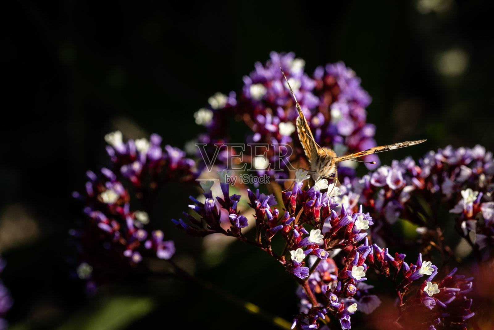 近距离的黄色蝴蝶与花照片摄影图片