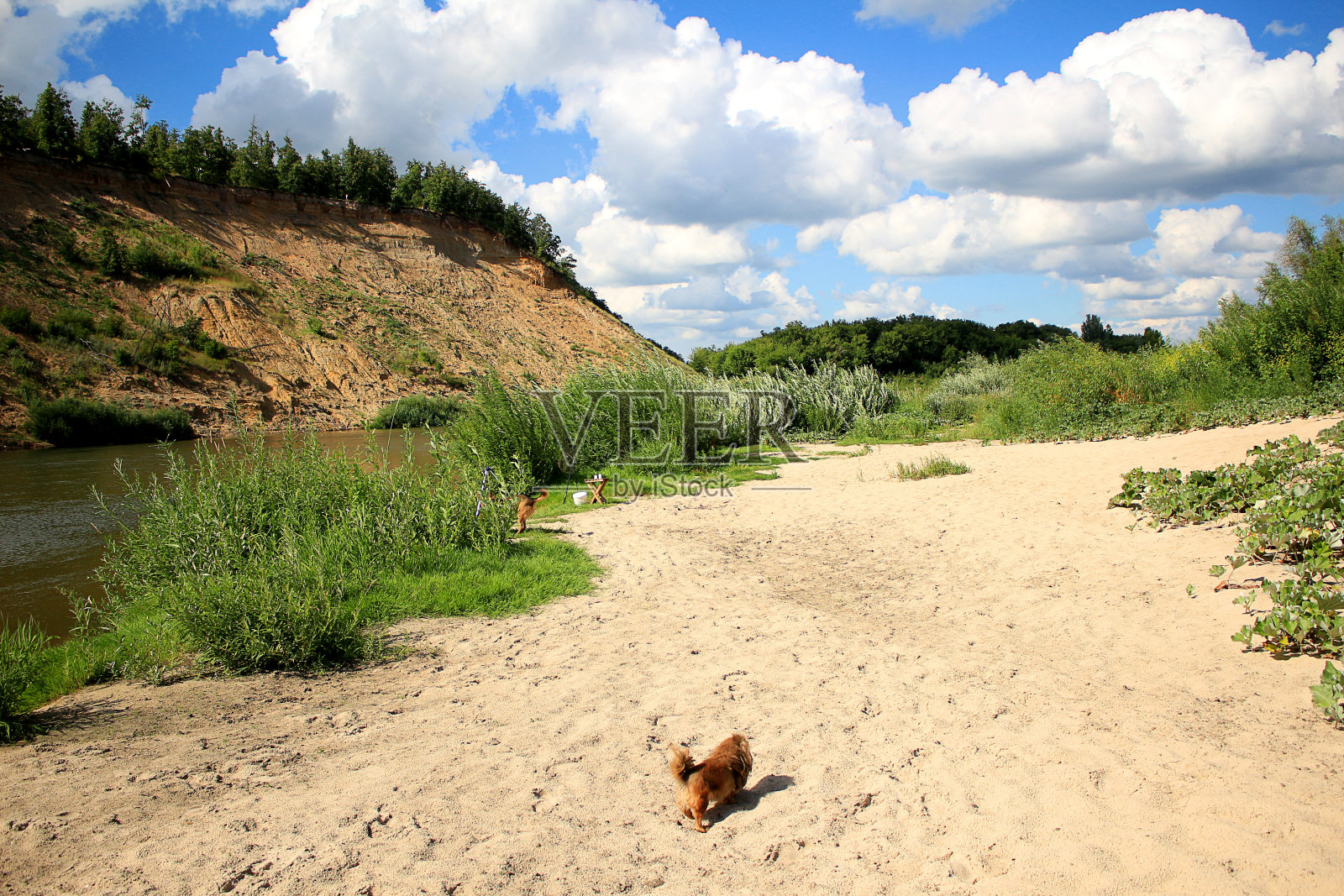 一只红色的小哈巴狗在小岛岸边的沙滩上奔跑照片摄影图片
