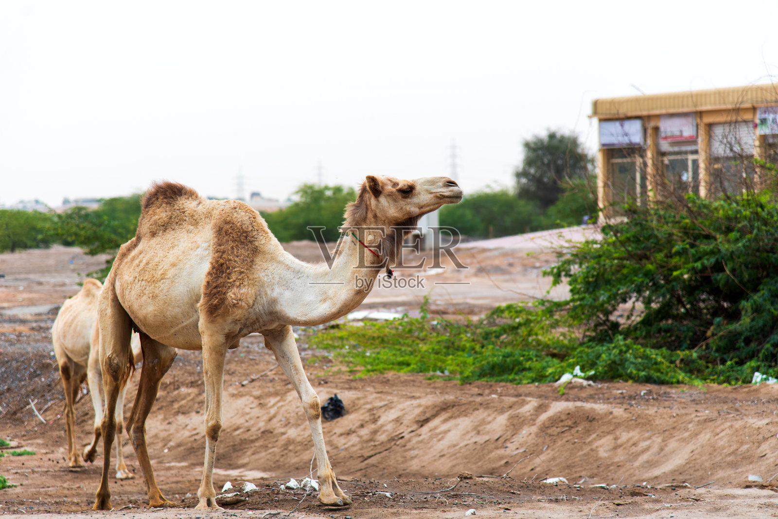 骆驼在沙漠城市里吃草照片摄影图片