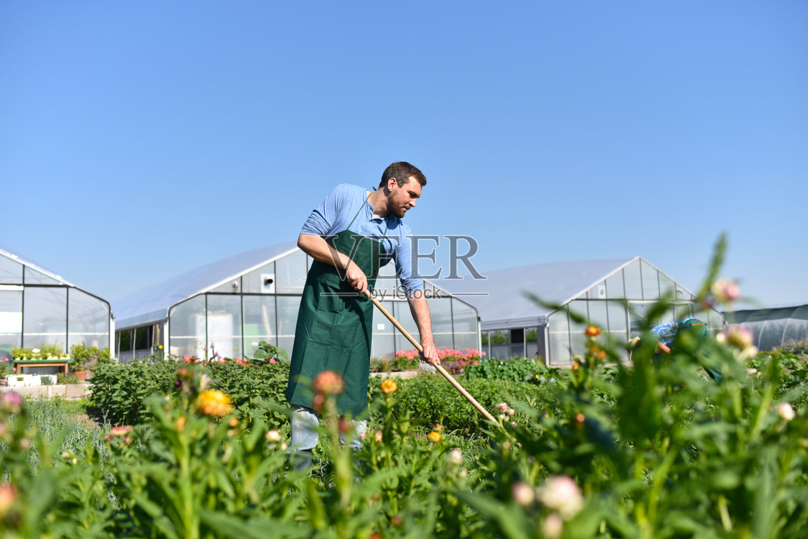 在农业中工作的园丁——在田地和温室中种植和收获蔬菜照片摄影图片