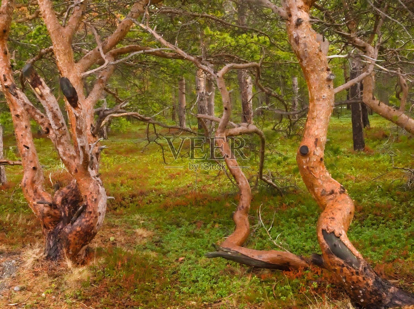 扭曲的苏格兰松树- 1照片摄影图片