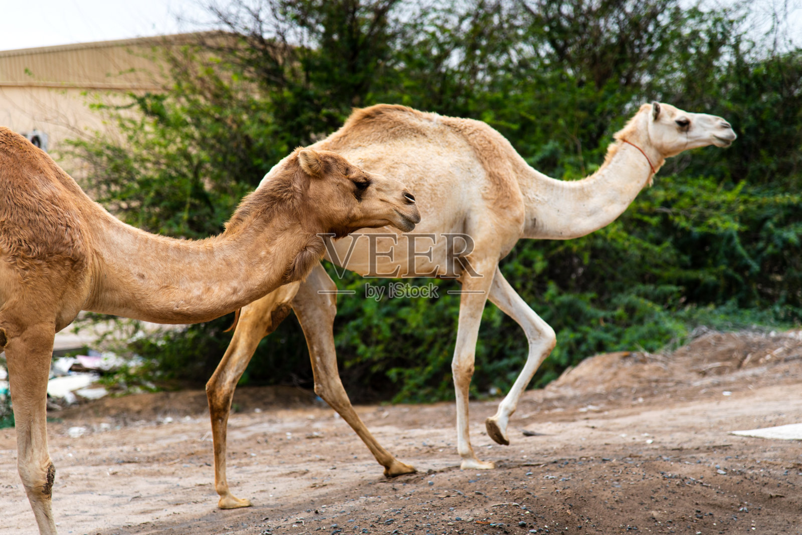 骆驼在沙漠中吃草照片摄影图片