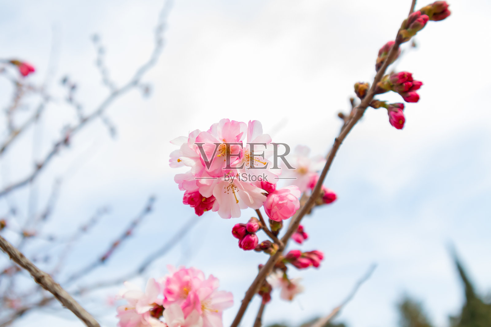 春天的树开着粉红色的花。春天的背景与粉红色的花照片摄影图片