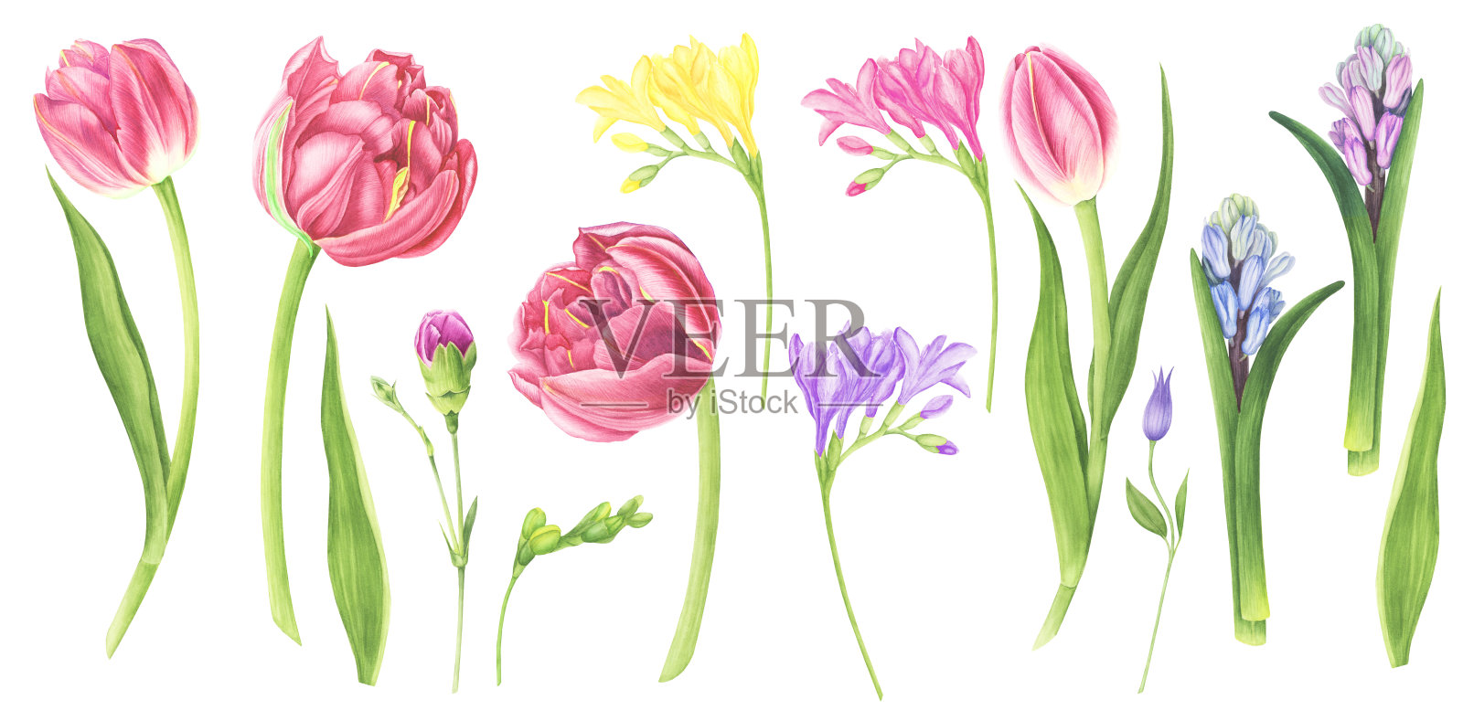 水彩插图一套春天的花:紫色郁金香，铁线莲，风信子，小苍兰和康乃馨。设计元素图片