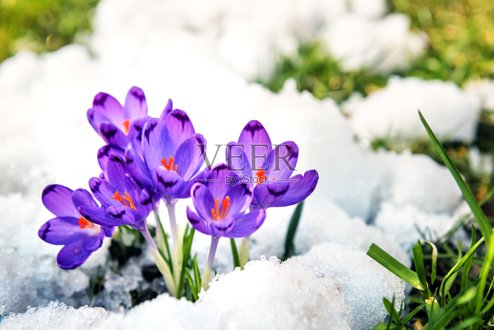紫色的番红花从雪中发芽照片摄影图片