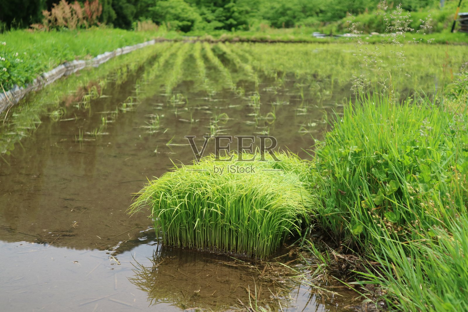 美丽绿色的稻苗，白川go村照片摄影图片