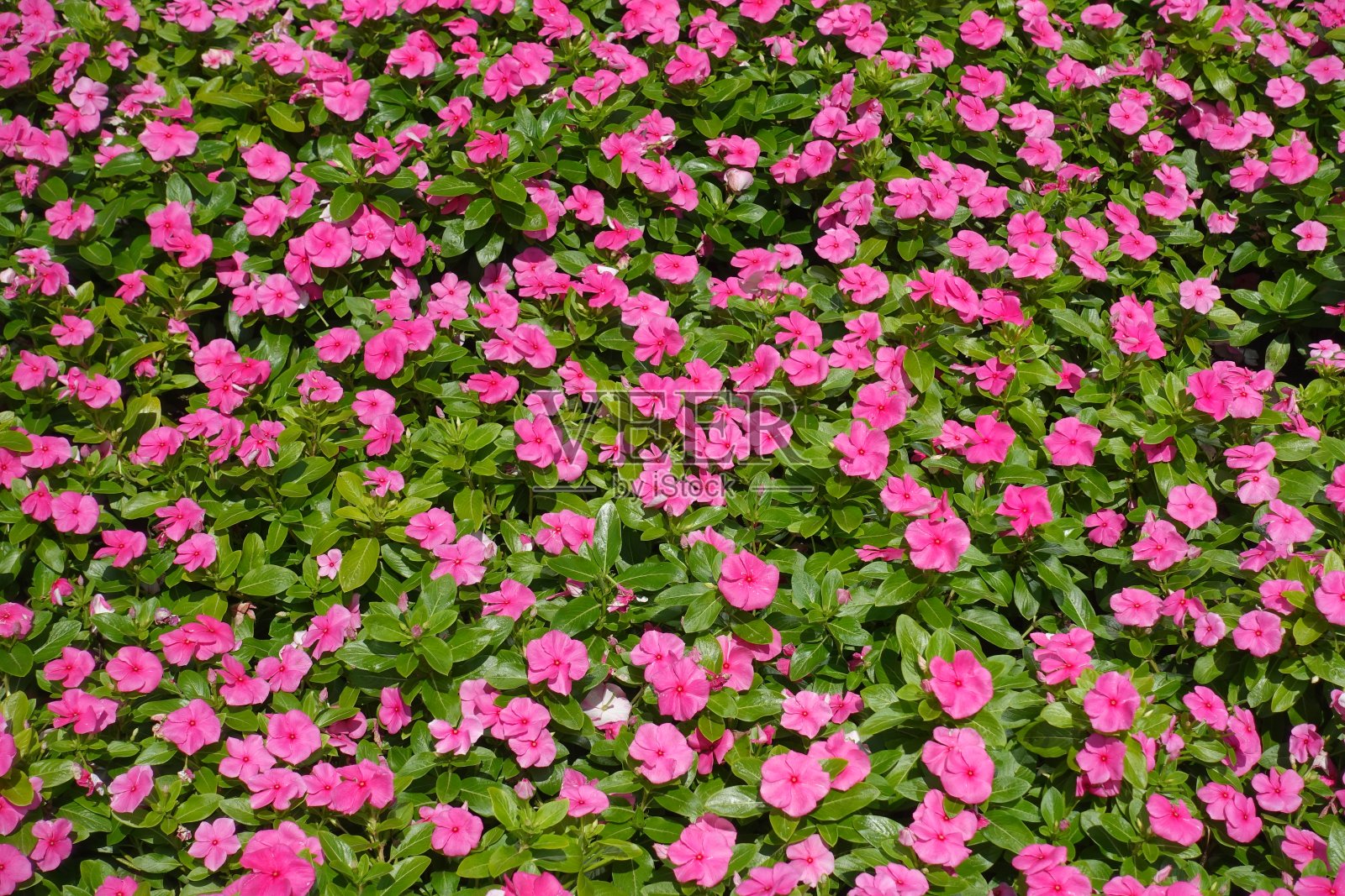 花坛顶视图与粉红色的长春花玫瑰照片摄影图片