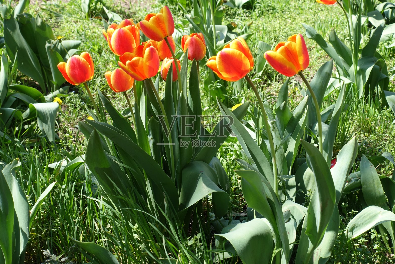 春天，一束红色和黄色的郁金香花照片摄影图片