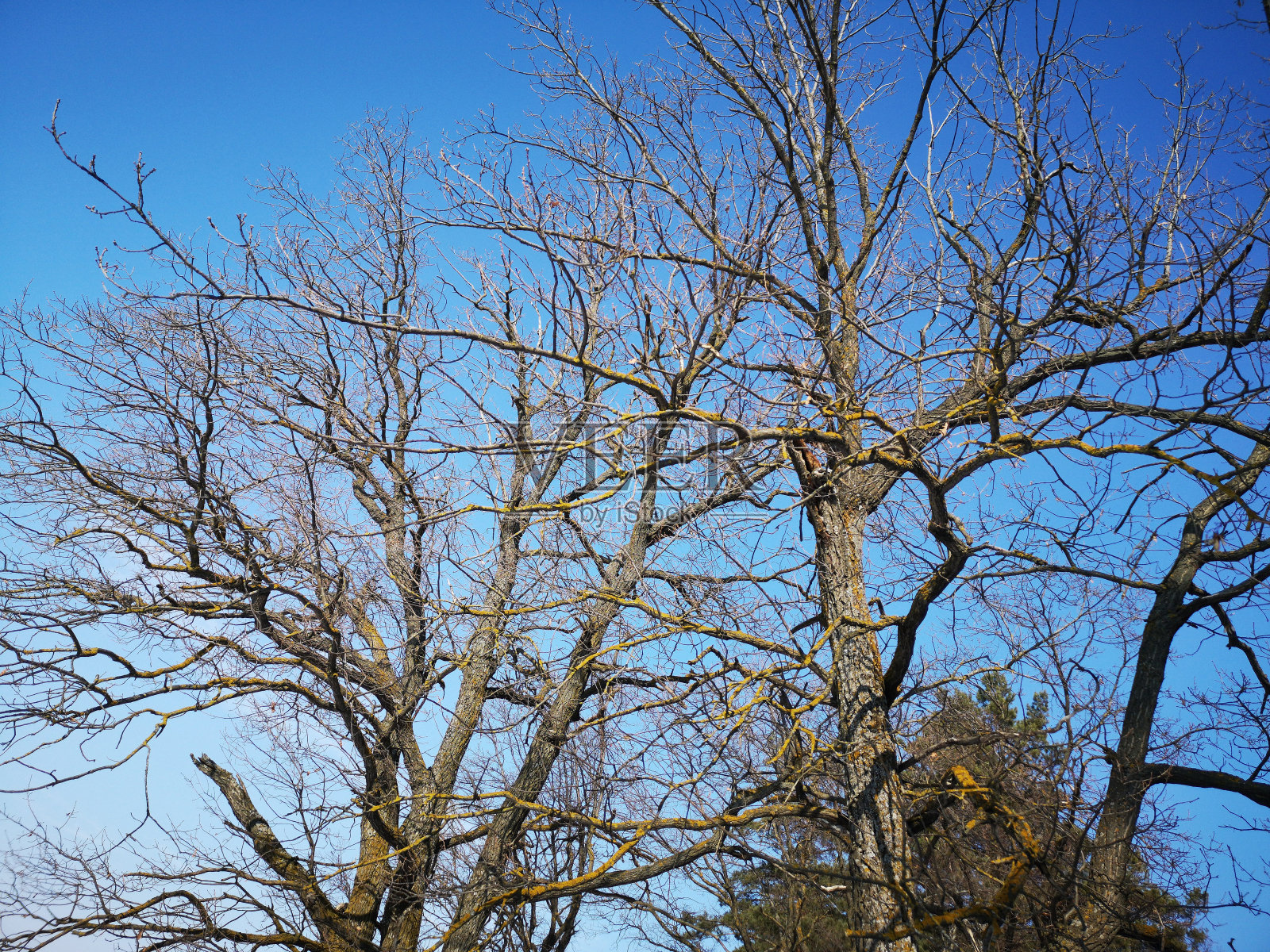 一棵黑色的树的光秃秃的树枝映衬着冬天的蓝天照片摄影图片