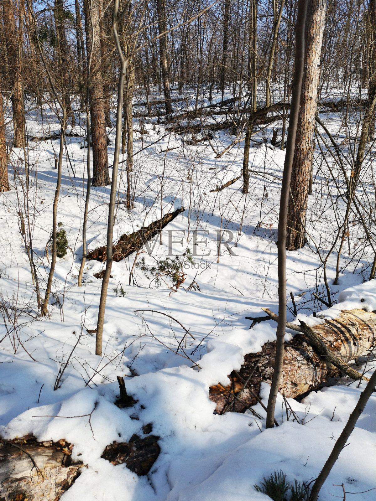 在俄罗斯冬季的景色中，雪下的碎木头照片摄影图片