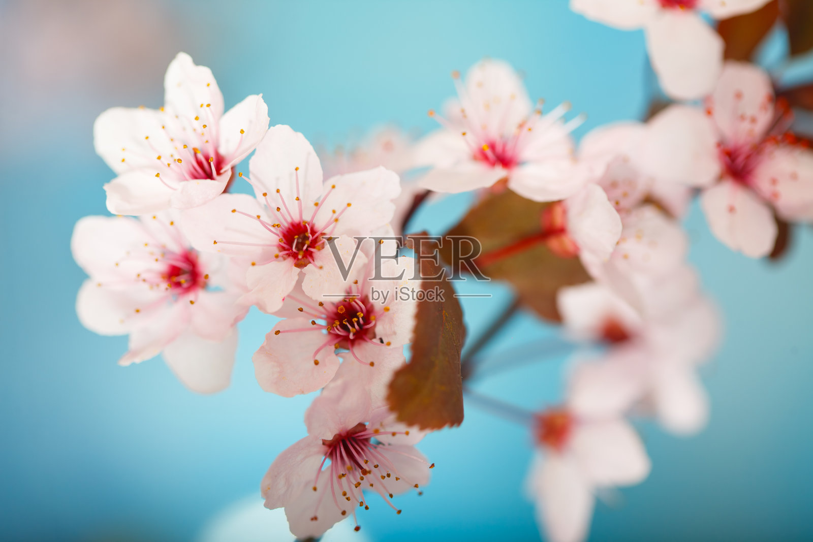 春树白花朵朵照片摄影图片