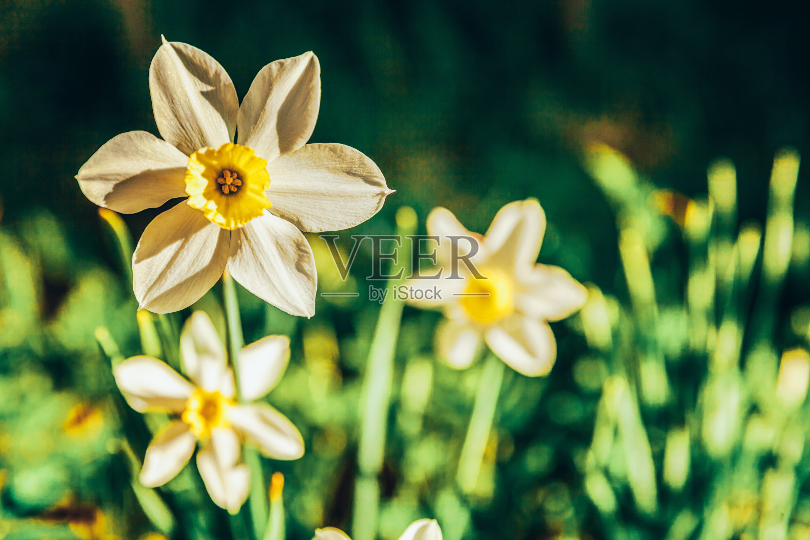 盛开的水仙花在床上。鼓舞人心的自然花卉，春天或夏天盛开的花园或公园背景照片摄影图片