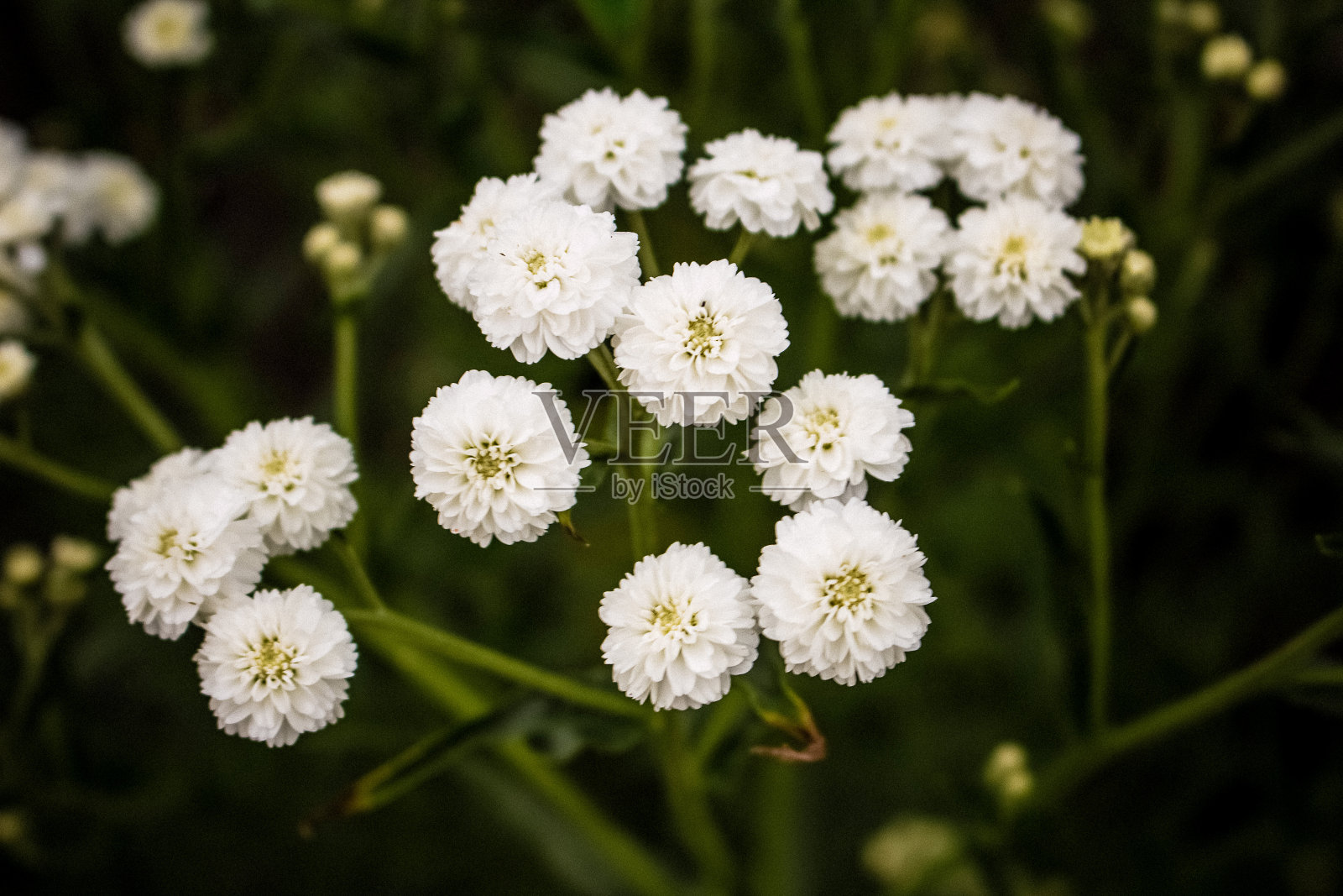 小花，白色的唐茜。许多在花园里生长。照片摄影图片