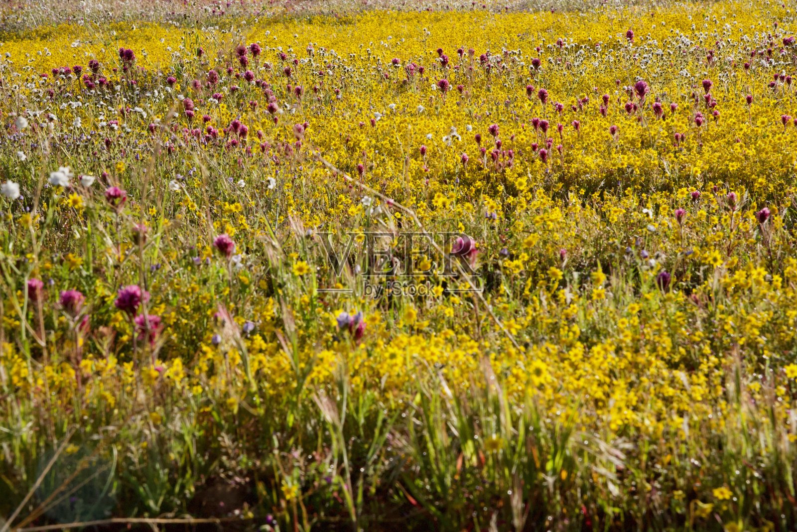 2019年3月，令人惊叹的充满活力的五彩斑斓的加州野花覆盖了加利福尼亚多山的山坡照片摄影图片