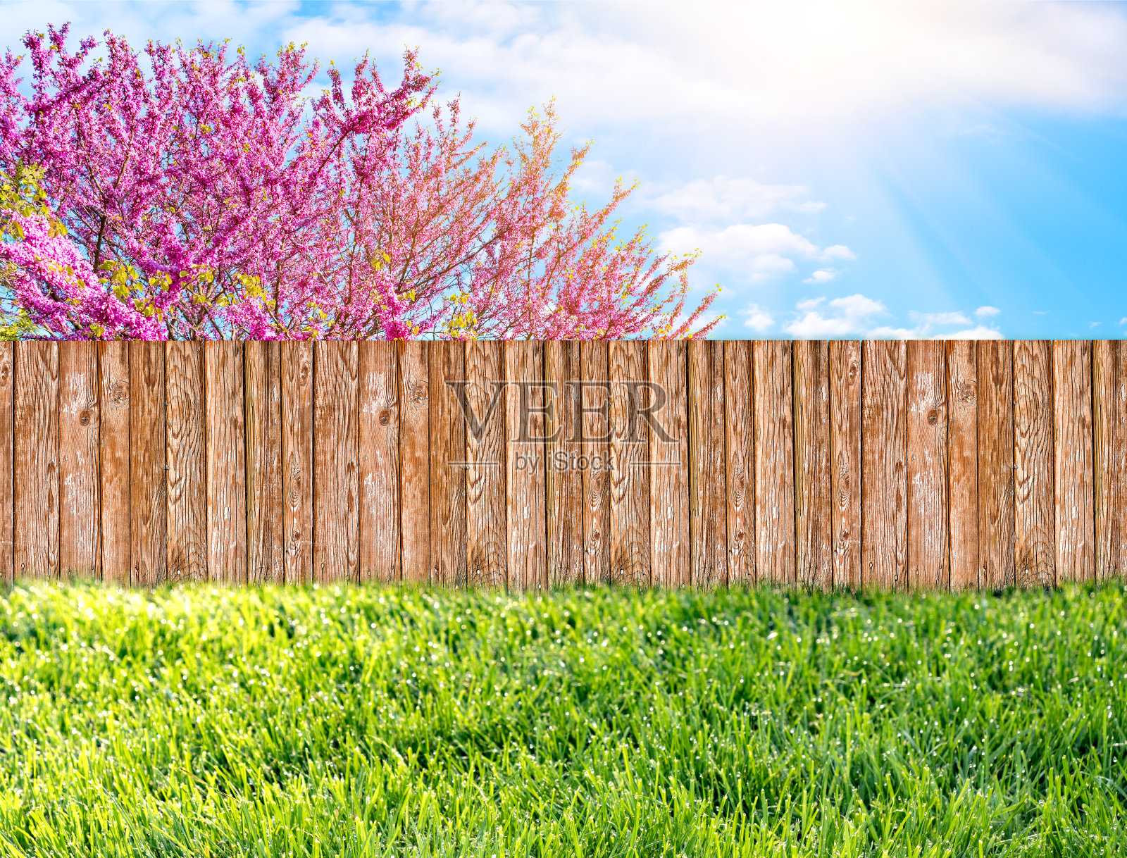 后院的木制花园栅栏和春天开花的树照片摄影图片