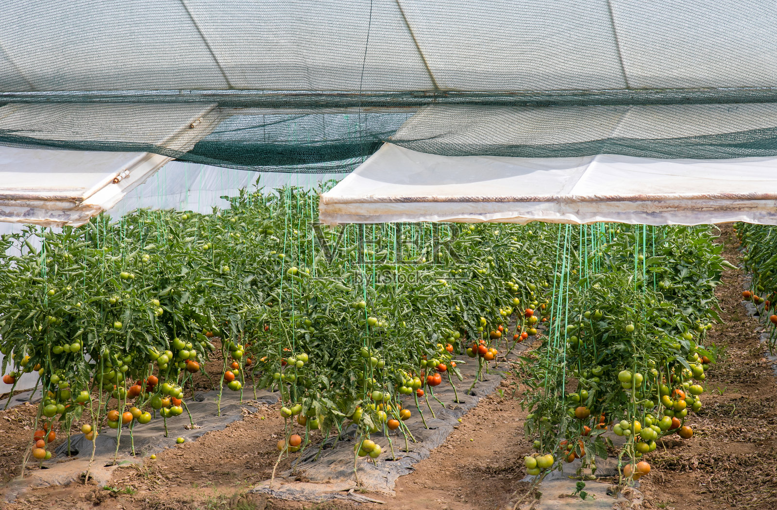 西红柿温室的内部景观照片摄影图片