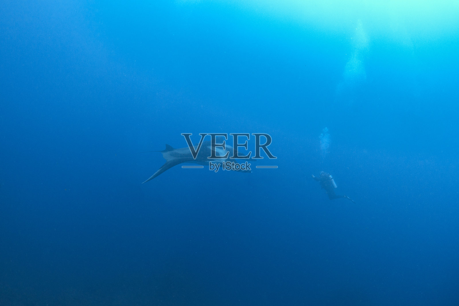 在索科罗岛，一位热爱蝠鲼的潜水者照片摄影图片