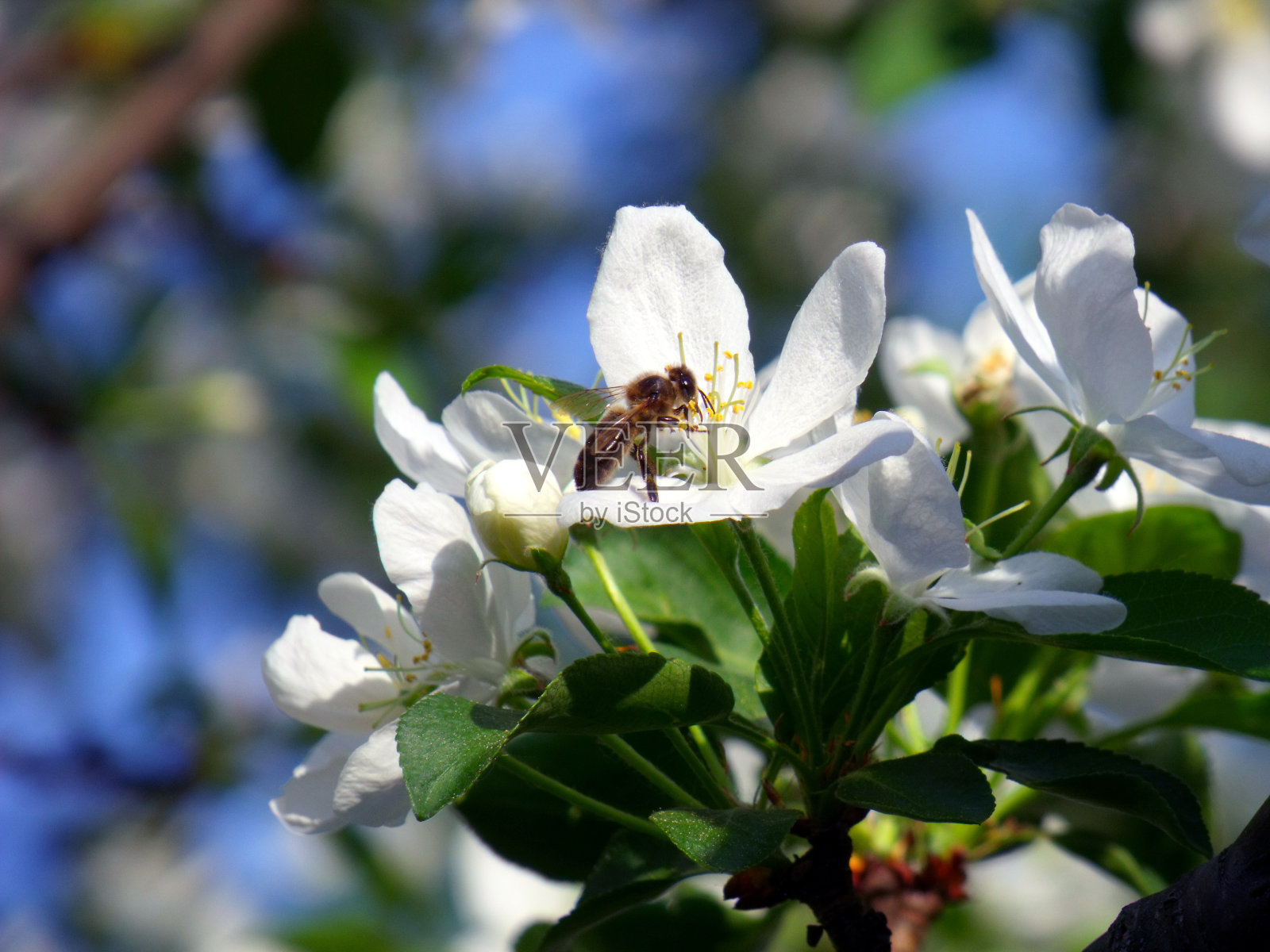 盛开的苹果树，白花上有一只蜜蜂。蓝天背景，晴朗阳光明媚的春日。宏观照片照片摄影图片