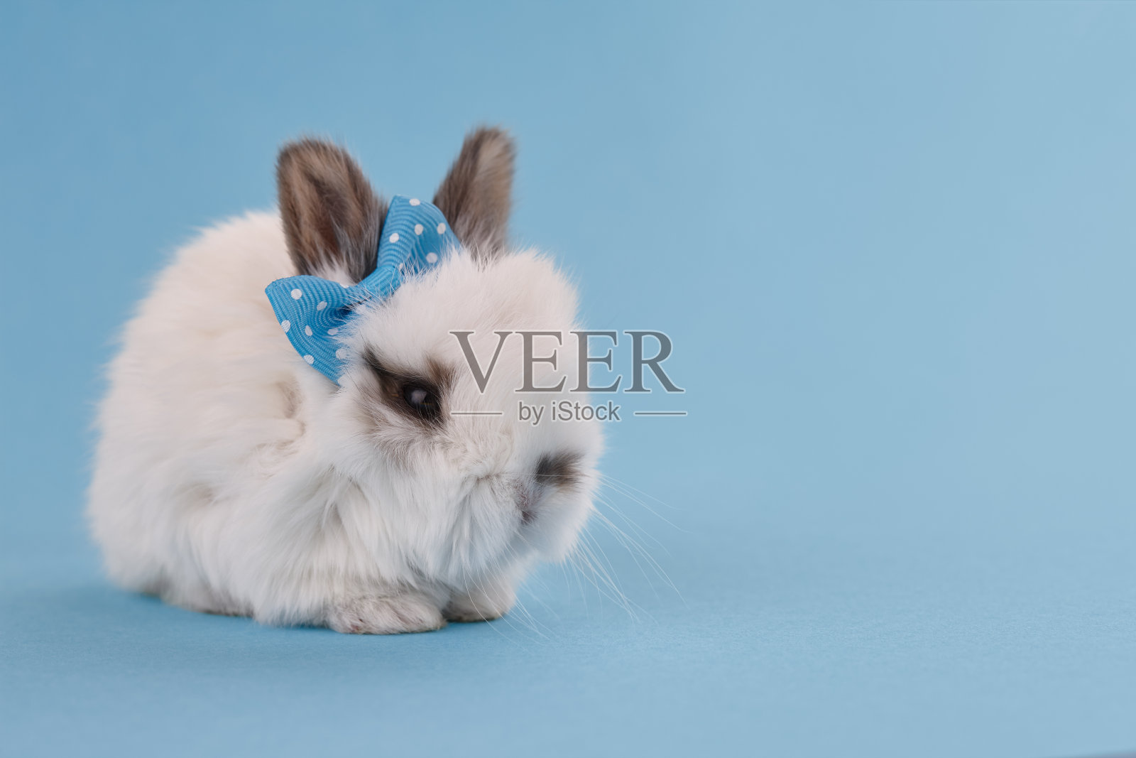 复活节兔子兔子与蝴蝶结在蓝色的背景照片摄影图片