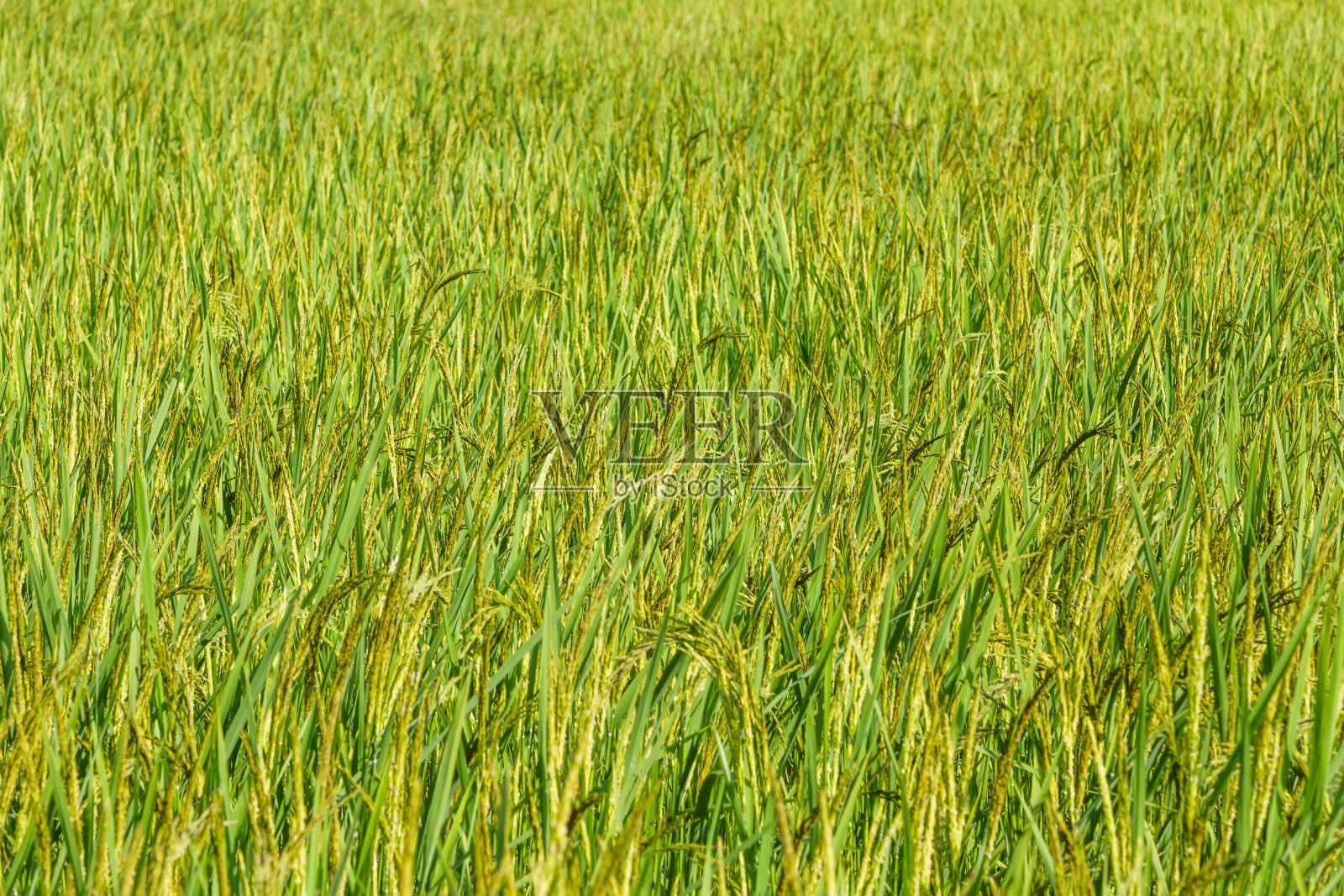 美丽的稻田照片摄影图片
