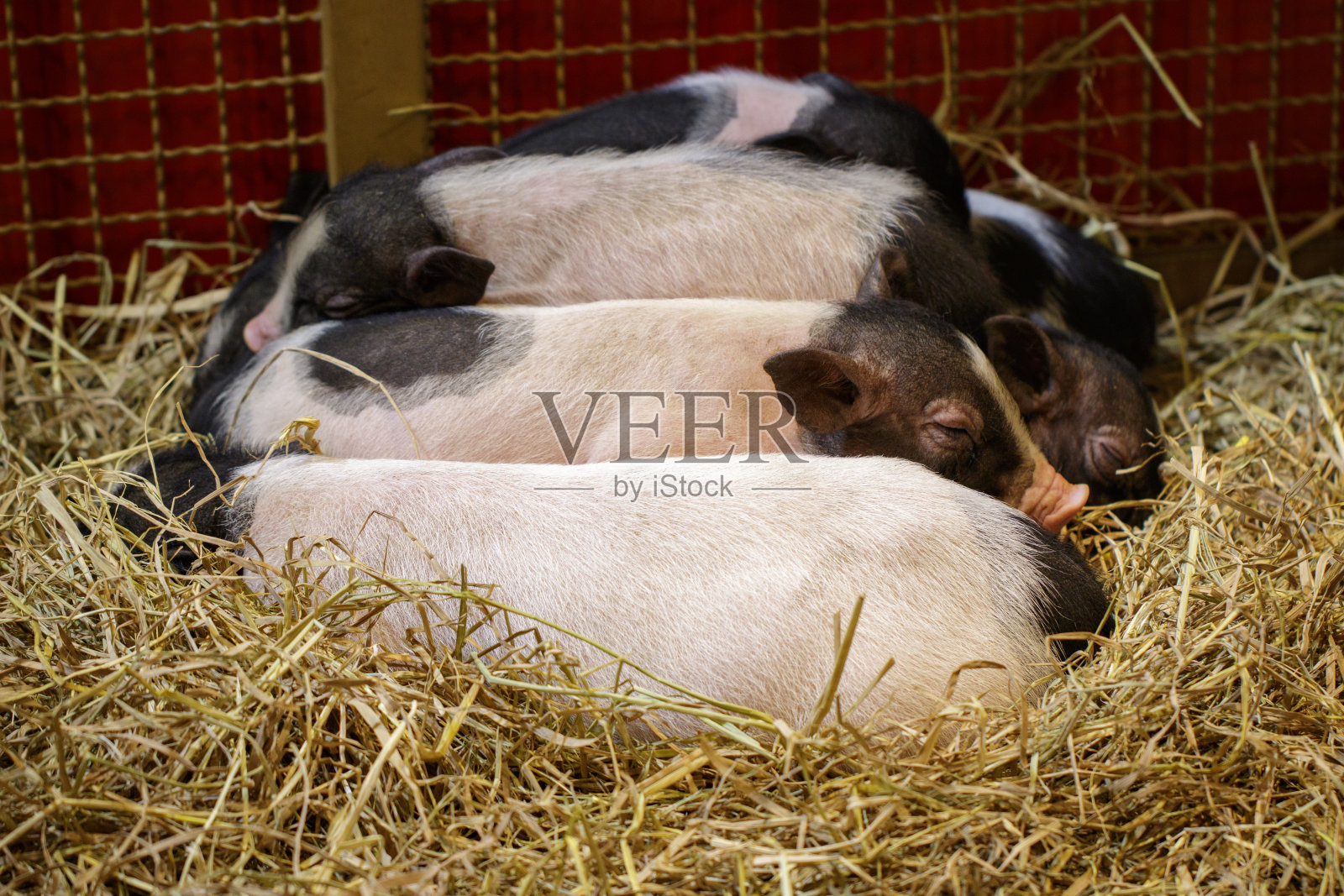 小猪正在睡觉。农场动物。照片摄影图片