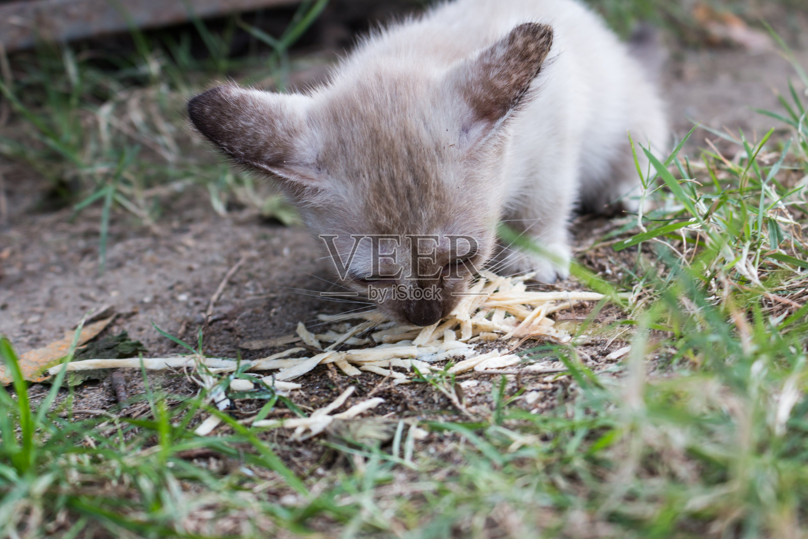 小猫在地上吃东西照片摄影图片