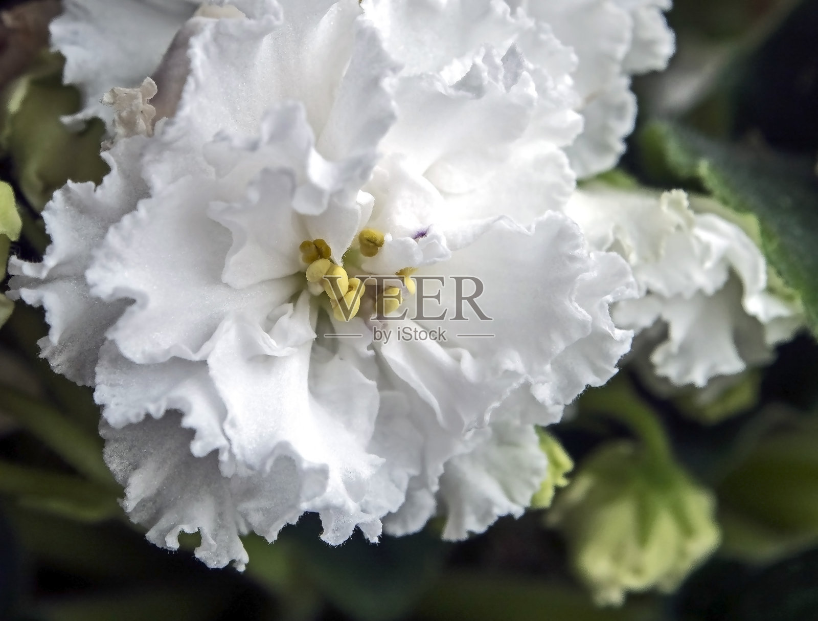 白色紫罗兰花在盆中，狭窄的焦点区域照片摄影图片