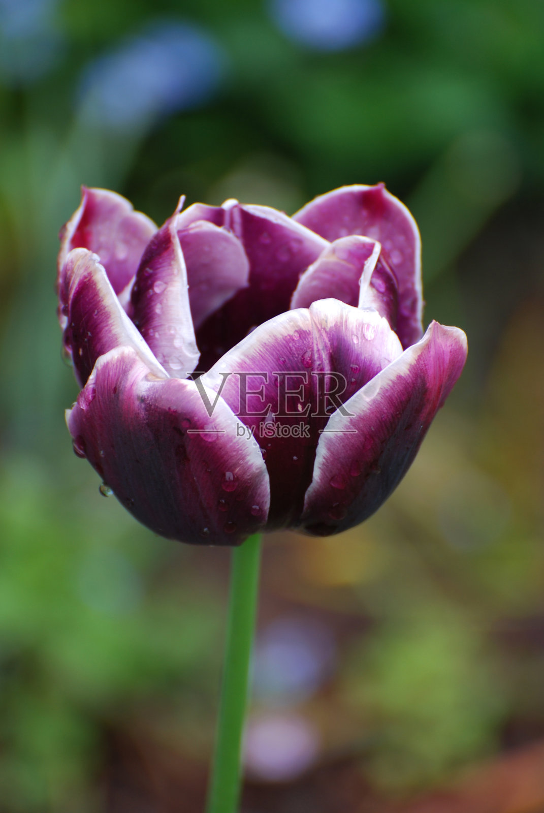 艳丽的盛开的紫色郁金香花照片摄影图片