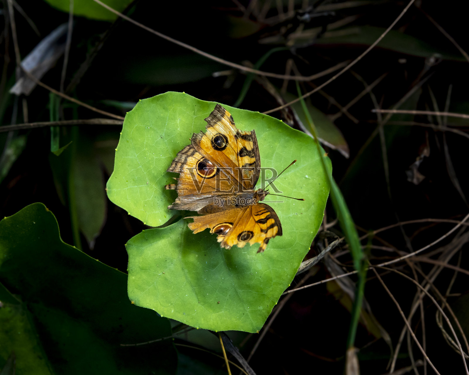 泰国一种灌木上翅膀受损的棕色蝴蝶照片摄影图片