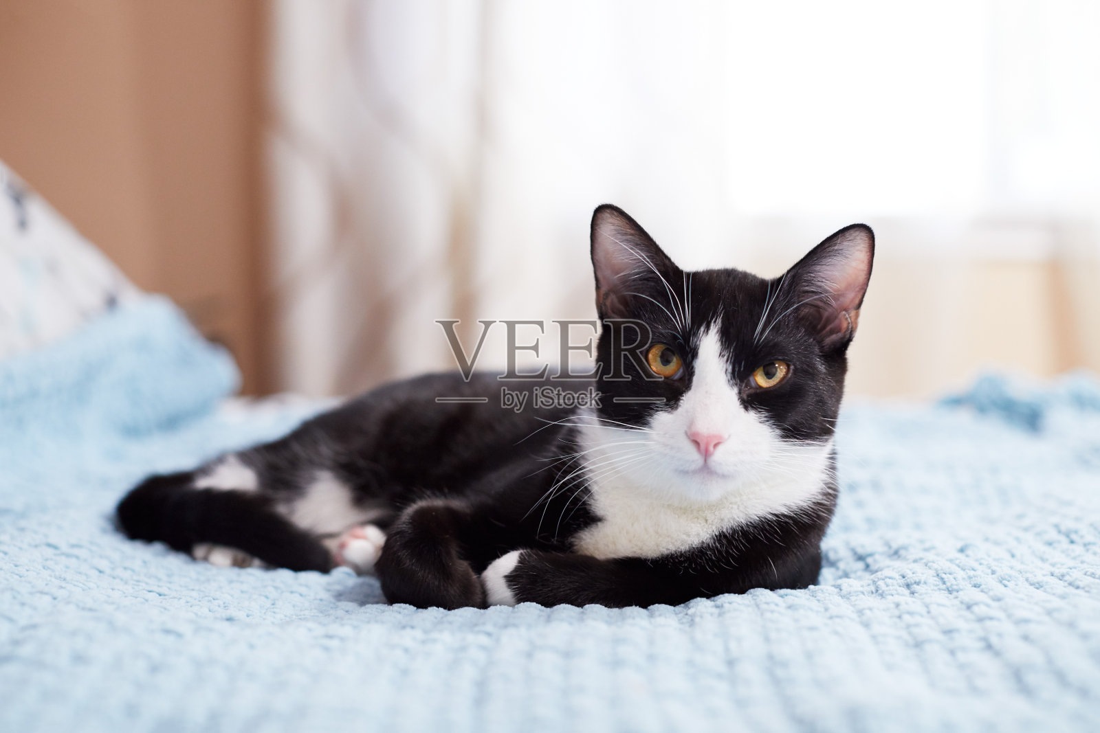 放松的黑白燕尾服猫在床上照片摄影图片