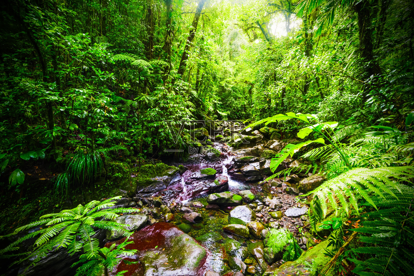 Basse Terre丛林中的小溪和岩石照片摄影图片