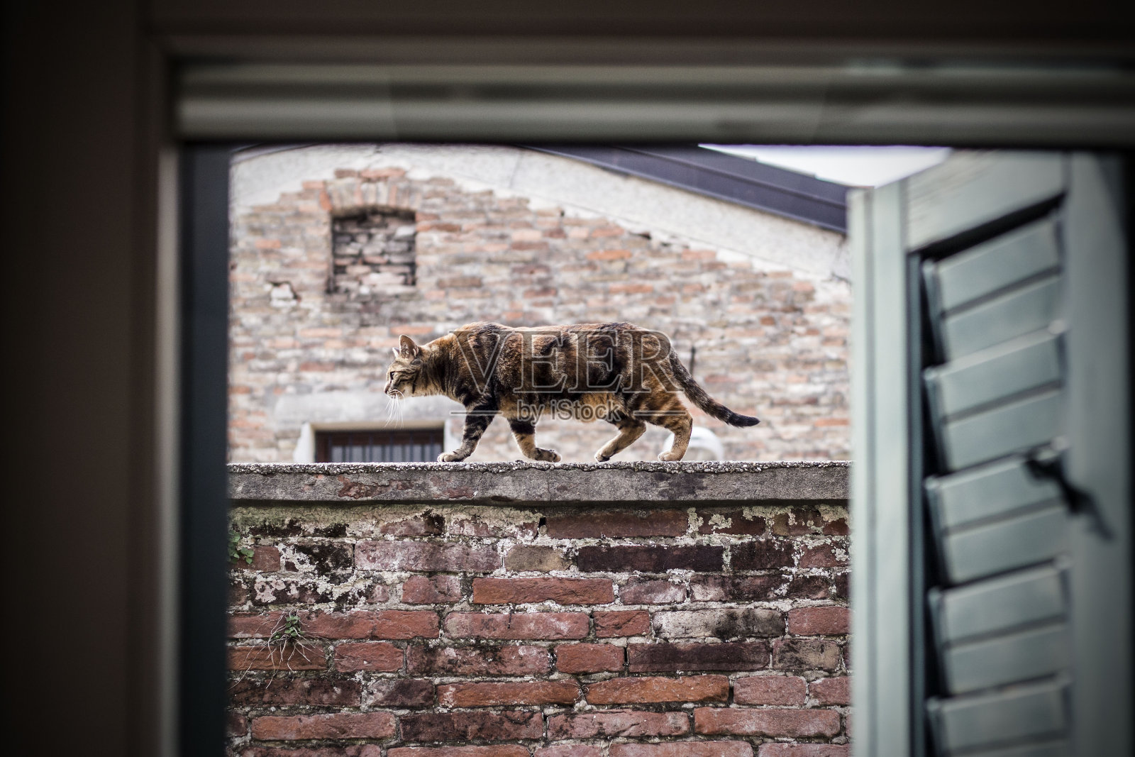 一只猫在砖墙顶上走着，被一扇窗户围了起来照片摄影图片