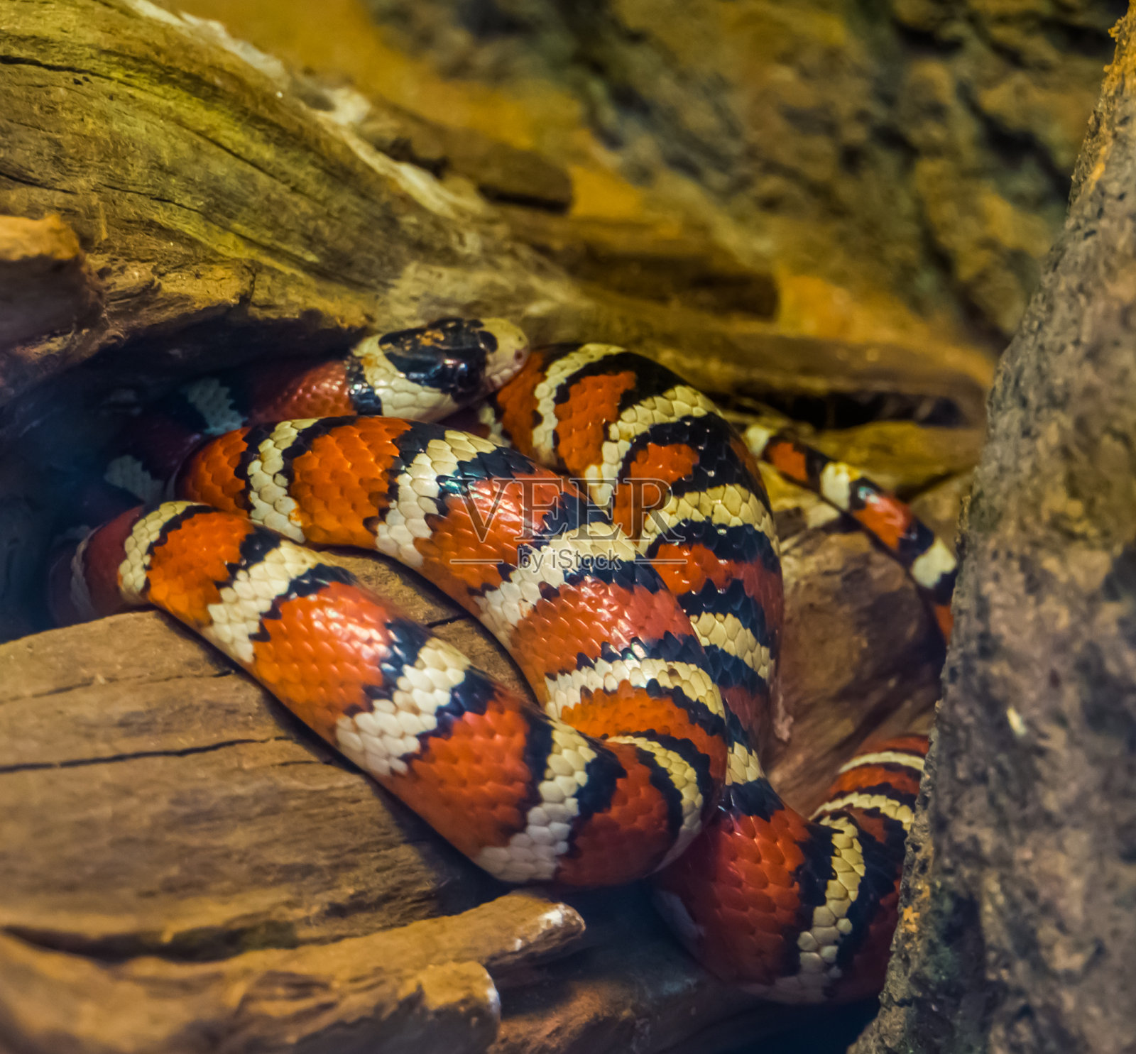 亚利桑那州山王蛇的颜色有红、黄、黑三种，色彩鲜艳的蛇来自美国，在爬虫文化中很受欢迎的宠物照片摄影图片