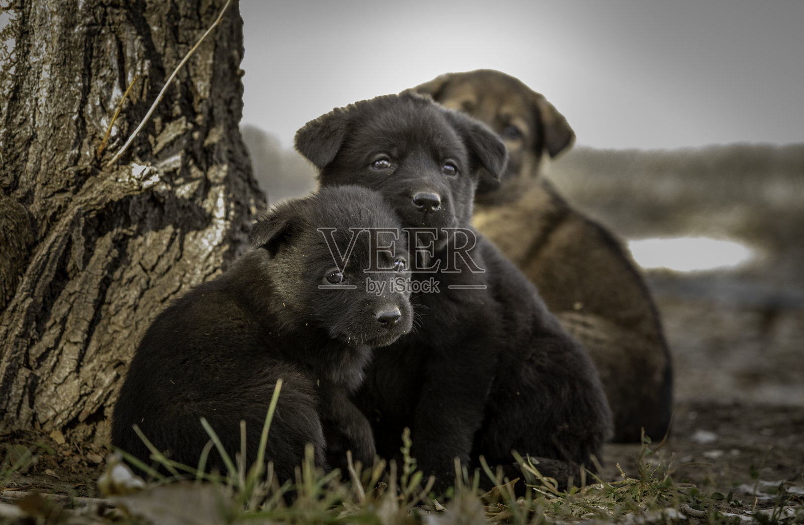 年轻的巧克力黑色拉布拉多杂交幼犬照片摄影图片