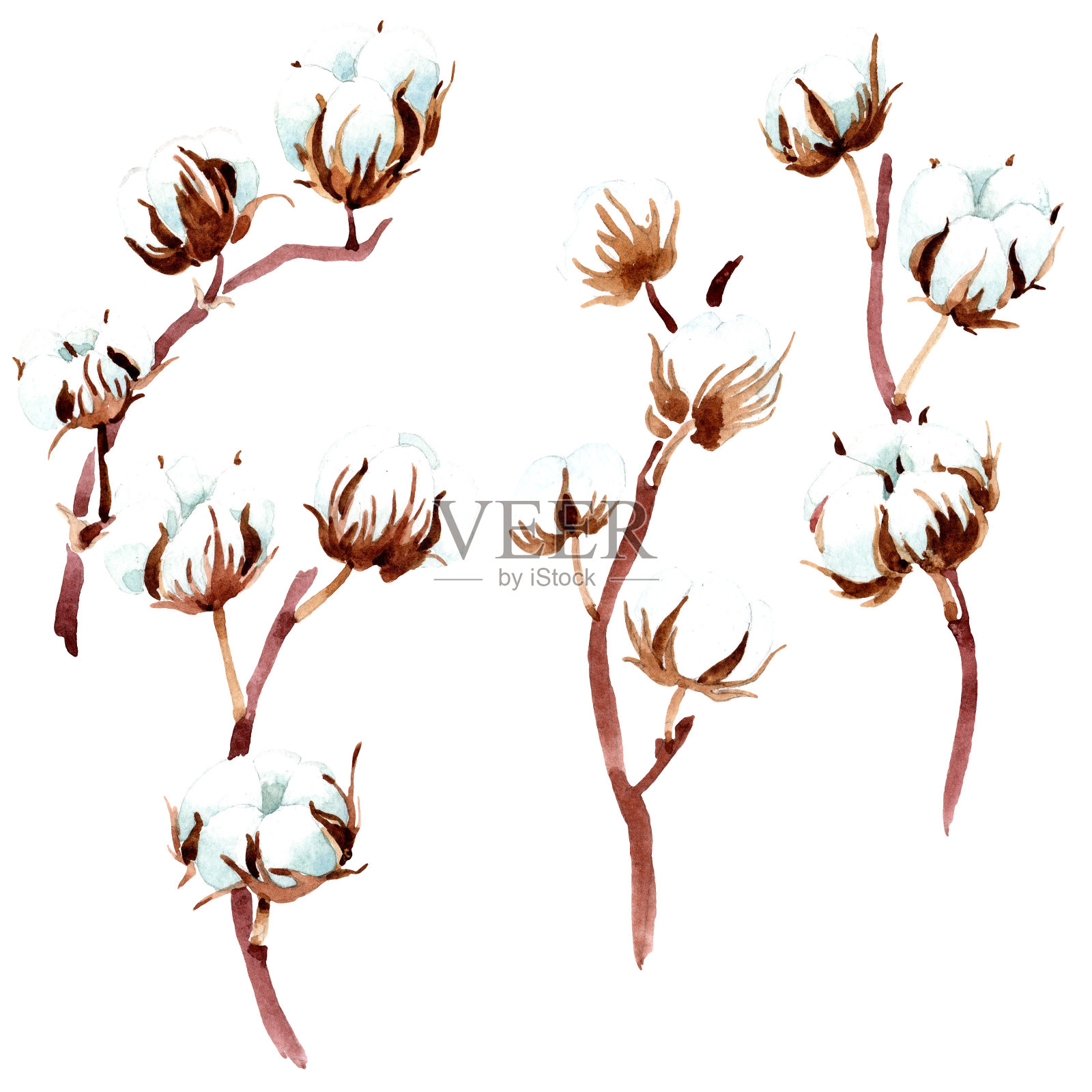棉花花卉植物的花。水彩背景插图集。孤立的棉花插图元素。插画图片素材